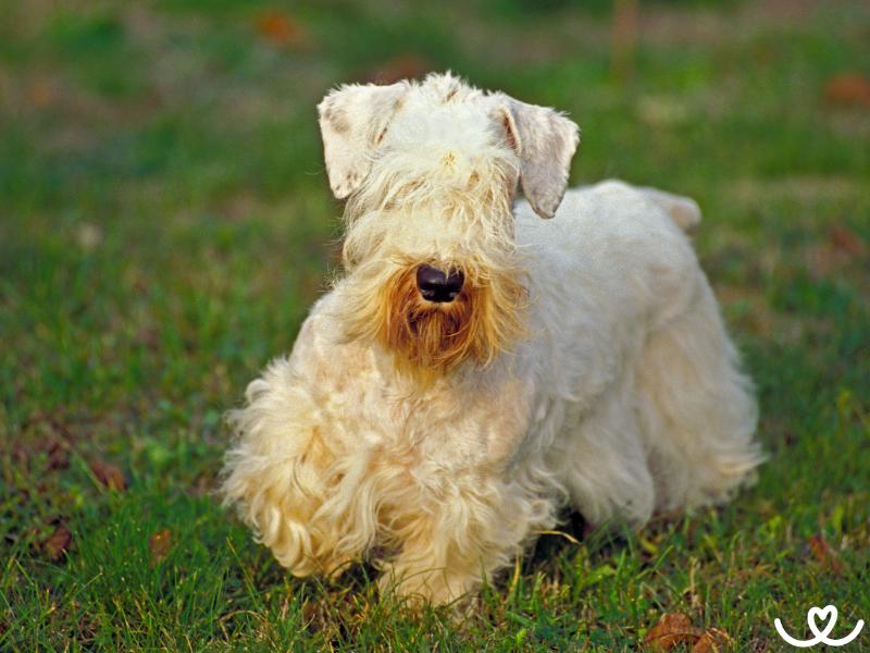 Plemeno-sealyham-terier (9)